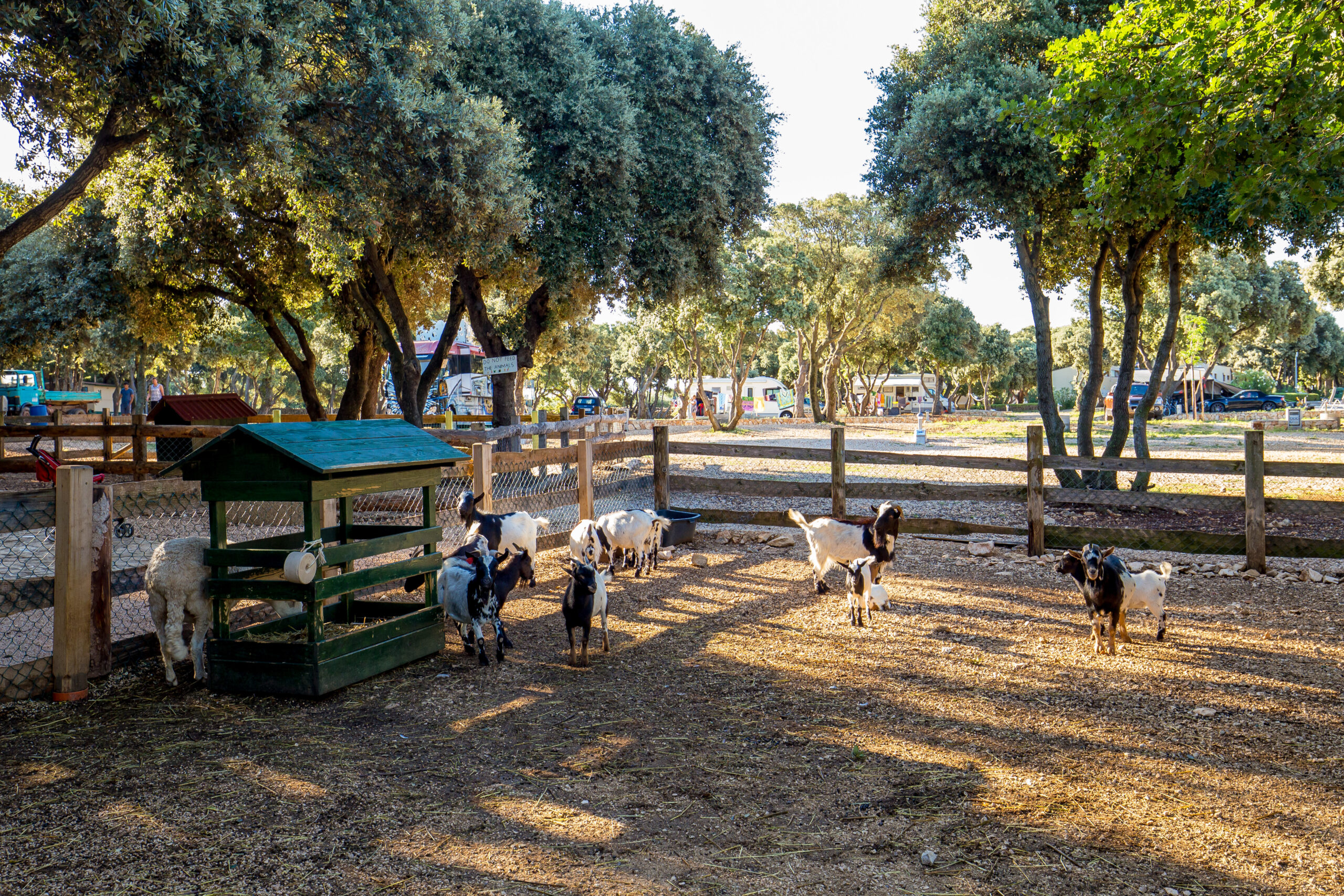 Mini Zoo